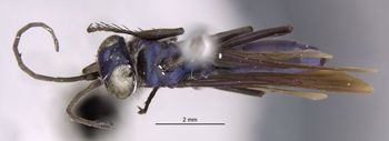 Media type: image;   Entomology 27660 Aspect: habitus dorsal view
